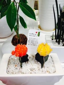 ヒボたん～｜「コジマ生花」　（愛知県知立市の花キューピット加盟店 花屋）のブログ
